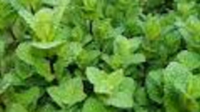 植物の力で美しくなる!!