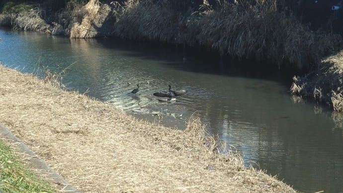 羽根広げ日向ぼこするカワウかな(新河岸川・貝塚橋近く)