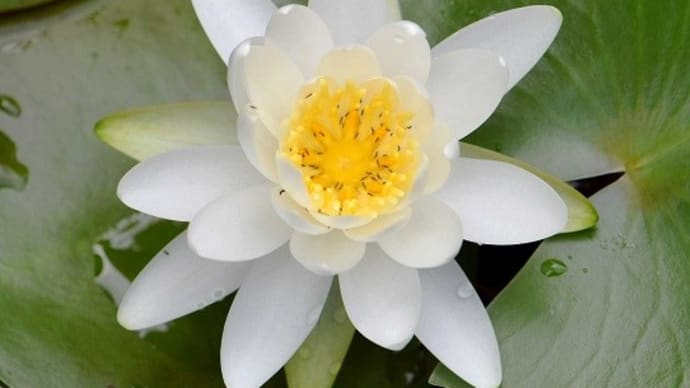 貯水容器で咲いた温帯スイレン(1) 白花