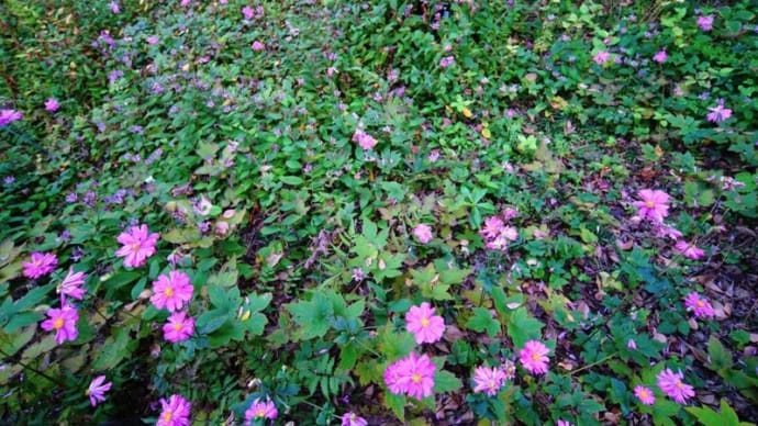 コウヤボウキが咲きました!(赤塚植物園 2023.11.4撮影)