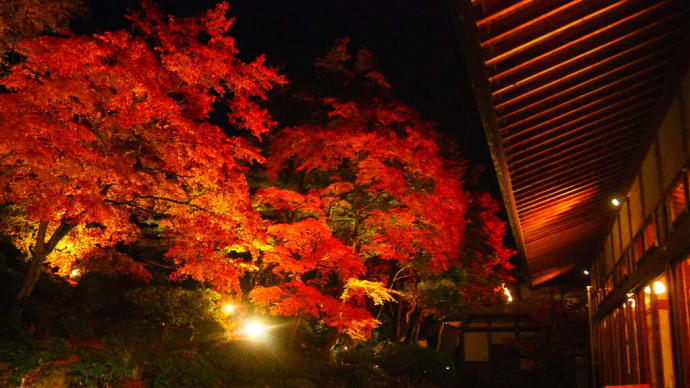 紅葉を愛でに