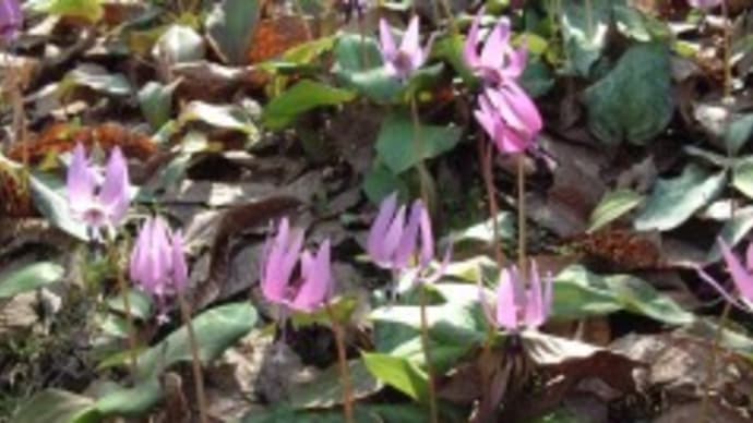 ダルビッシュもしくは片栗の花