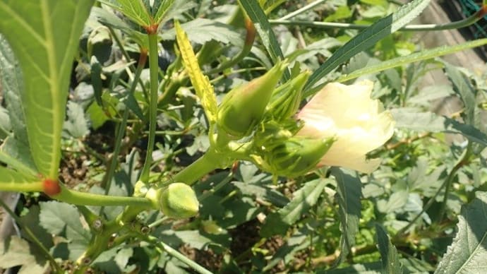 ベジタブルガーデン！夏から秋野菜収穫に…簡単なドライカレーも　(^-^;　