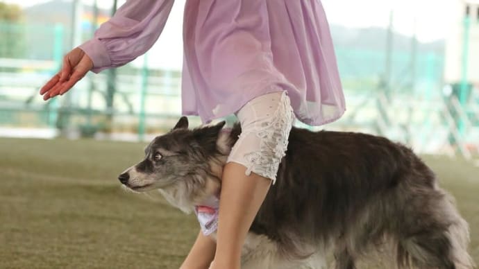 14歳8ヶ月 カイくんドッグダンスコンペに出る❣️