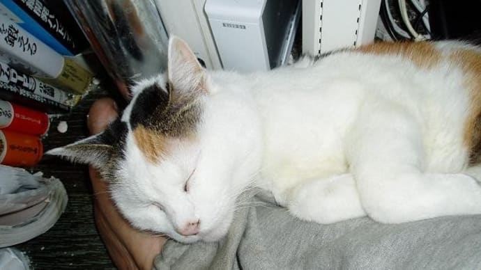 先代三毛猫チビの想い出(15周忌・&豪総選挙,政権交代っ‼対中懸念&知床,船体引揚延期&浅草三社祭り再び&中山美穂,忍姉妹&来年G7,広島!?&小島瑠璃子,中国!?&エゾシカも鉄分補給!?