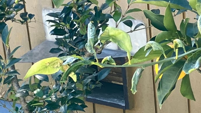 もう、どーにも止まらない・・・