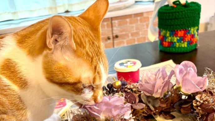 11月2日 舐め猫