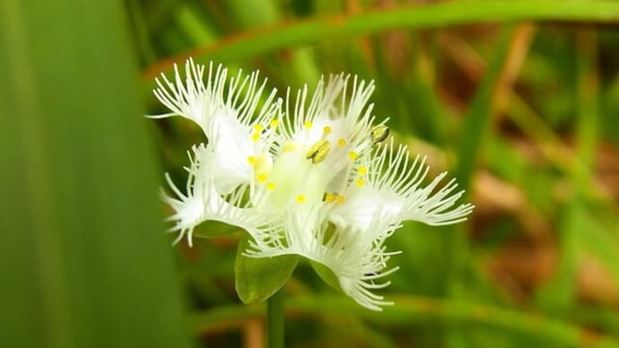 シラヒゲソウ Parnassia foliosa