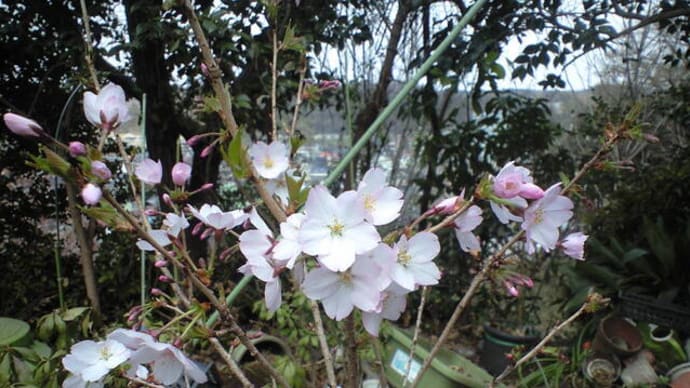 「御殿場桜」が咲いていました