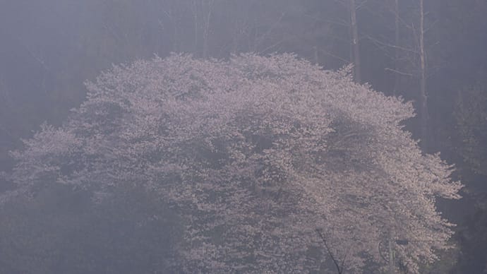 2024.3.15　霧の中のクマノザクラ（熊野市紀和町）