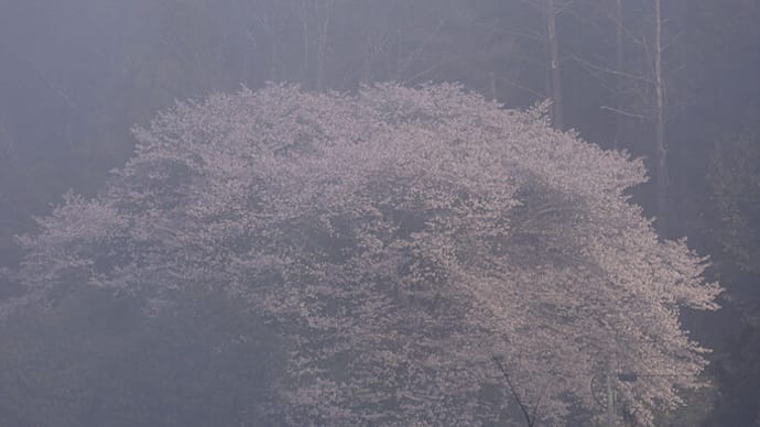 2024.3.15 霧の中のクマノザクラ(熊野市紀和町)