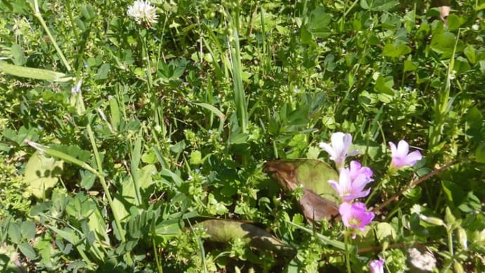 「臨時特別」編 身辺風景 雑草の花3