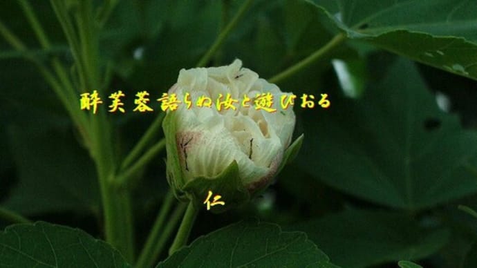 ふたりあそび５７５『　酔芙蓉語らぬ汝と遊びおる　』ｚｒｇ０８０６