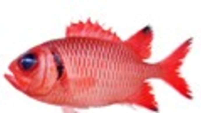 ウロコマツカサ