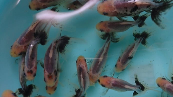 室内金魚たちの水替え🎵