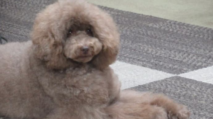 21/08/13 犬の幼稚園BuddyDog