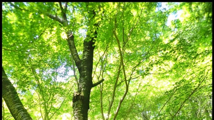 色んな風景~新緑満喫~