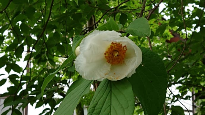 畑の草刈→防草シート貼り ♬イエスタデイ・ワンスモア
