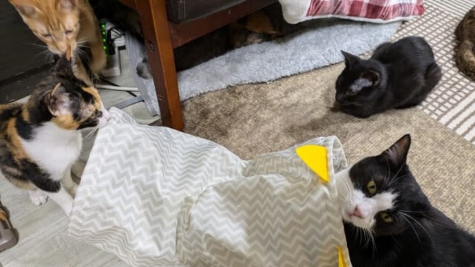 犬派?猫派?