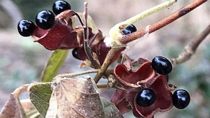花の使命を全うして、それぞれの植物