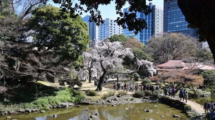 枝垂桜狩り 東京都文京区後楽 小石川後楽園(3)小廬山頂上から枝垂桜