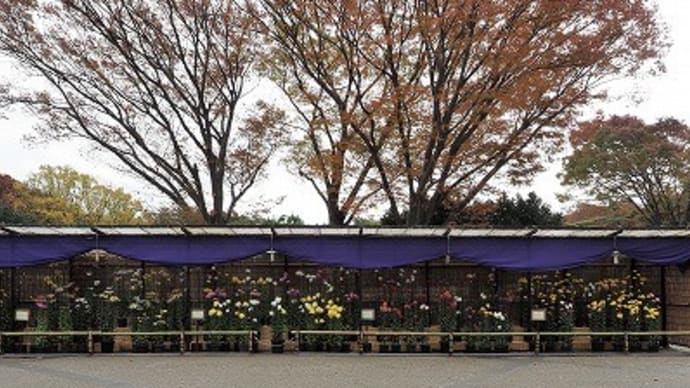 菊花大会はちょっとだけ~神代植物公園⑦~