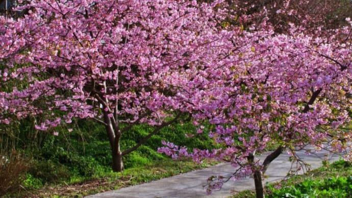 遊水地の河津桜が見頃になりました
