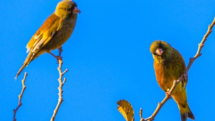 野鳥の「カワラヒワ」です
