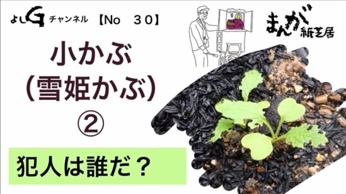 新よしG動画発信(通し030)『小かぶ(雪姫かぶ)②』犯人は誰だ?