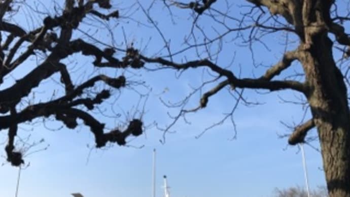 レマン湖畔 モントレーからヴヴェイへ