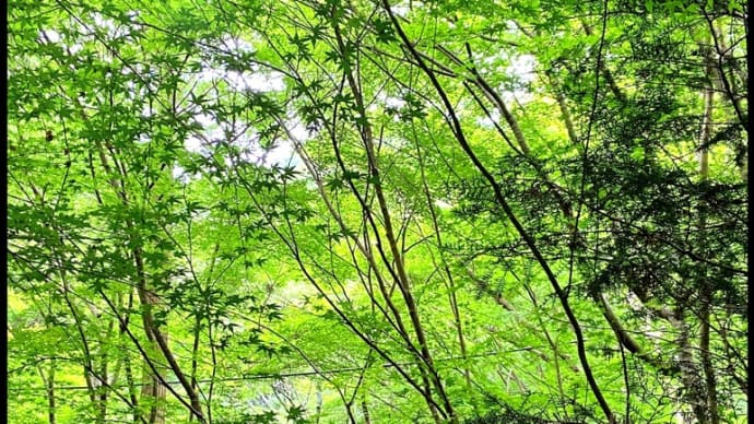色んな風景~青もみじ・二上山~
