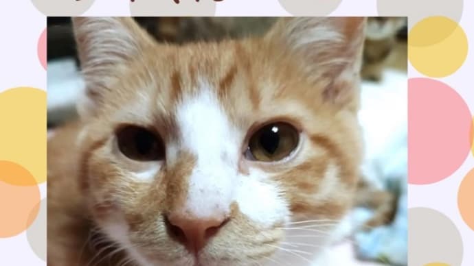 外猫から家猫に(๑・̑◡・̑๑)
