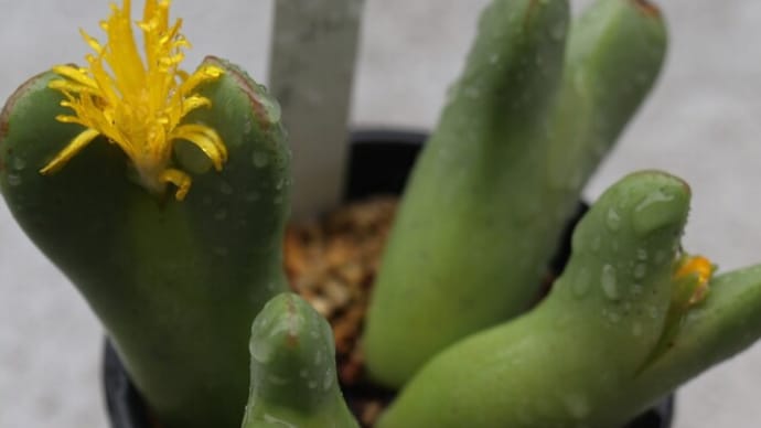 【多肉】メセンの花
