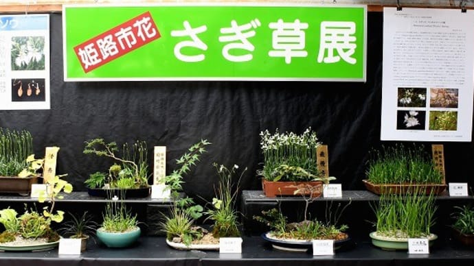 さぎ草展(姫路市花) 手柄山温室植物園 2021.08.07