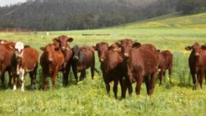 O157汚染の可能性で牛ひき肉1万6千ポンド以上を全米でリコール