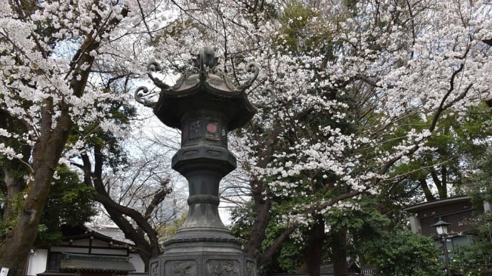 さくら狩り　東京都千代田区九段北　靖国神社（2）青銅大燈籠と桜