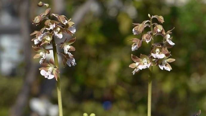 鉢植えの「地エビネ」2種