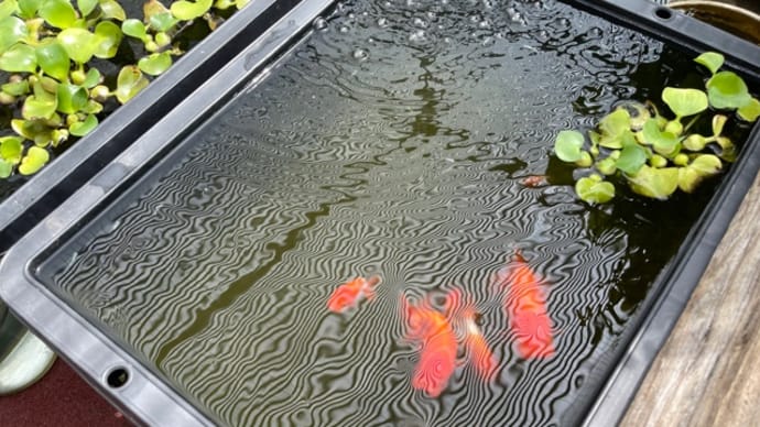 メダカ病院 お先に退院!