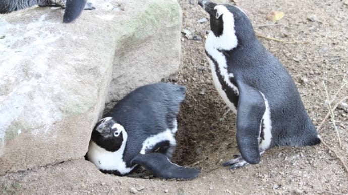 ペンギンの蹴り