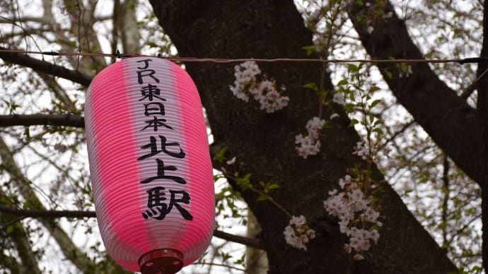 さくら狩り 岩手県北上市立花 北上市立公園展勝地(2)鯉のぼりと桜? 桜は何処?