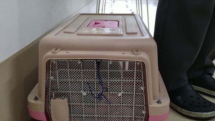 つぶあん、朝になって再度受診