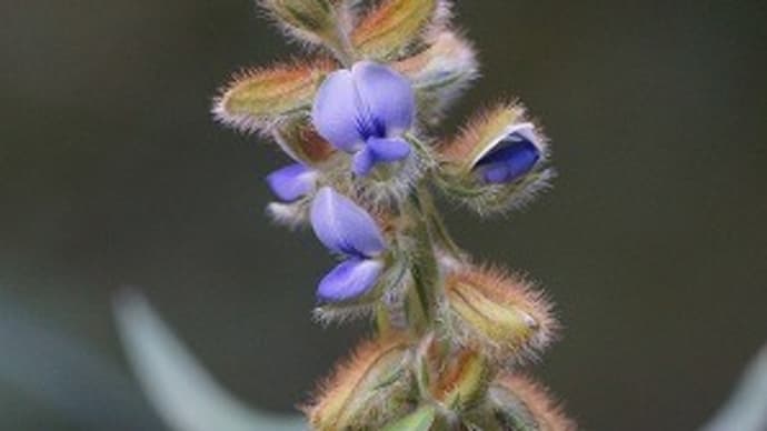 山野草園のタヌキマメなど～神代植物公園⑤～