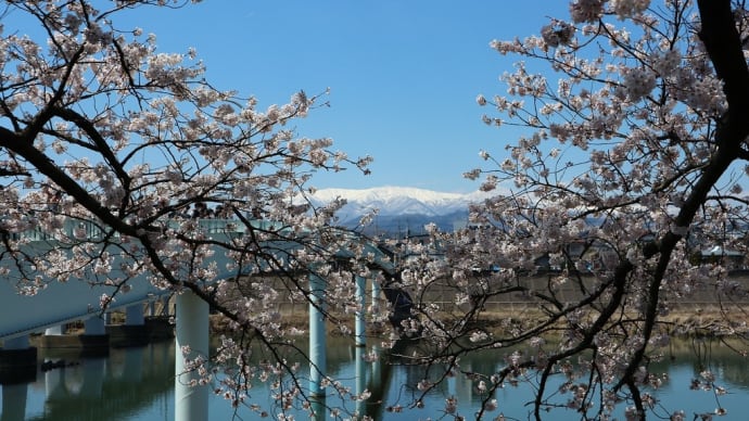 ソメイヨシノ 宮城県柴田郡大河原町(4)