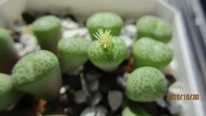 コノフィツムの蕾と花