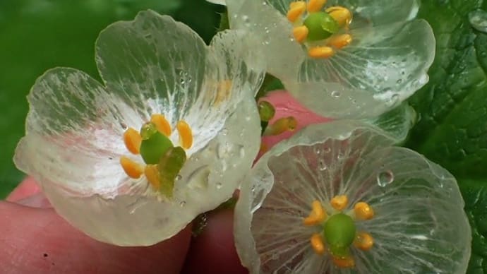 透明なサンカヨウの花