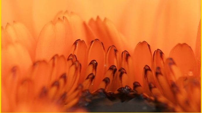 癒しの花