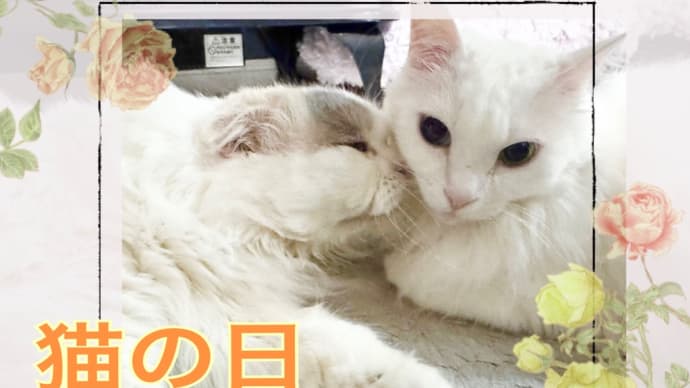 2/22猫の日 / 湯上がり美猫とマダム・キーちゃん