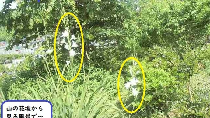 青空に映える花&朝の見回り楽ちみでしゅミャミャ🐈