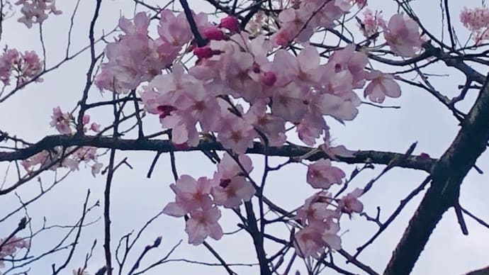 桜開花…
