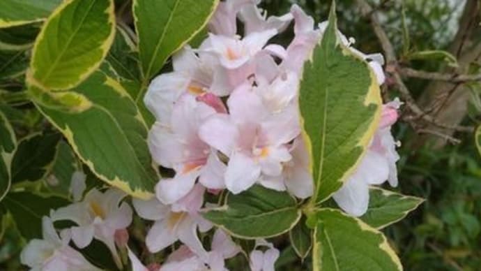 庭の花達